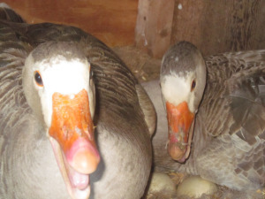 Gray Geese sitting on eggs