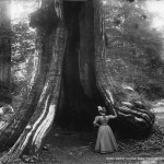 Great cedar tree, Stanley Park, Vancouver, BC, 1897