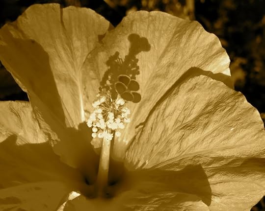 Sepia Hibiscus_5737