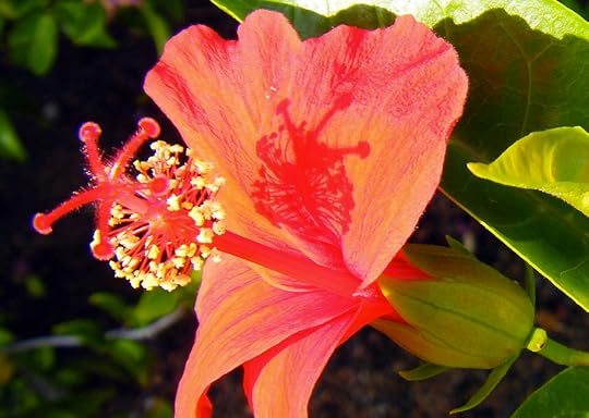 Hibiscus Memory by Rosa Say