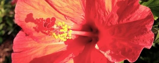 Hibiscus banner_5737