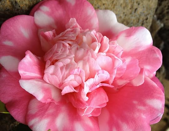 Pink Peppermint Camillia by Rosa Say