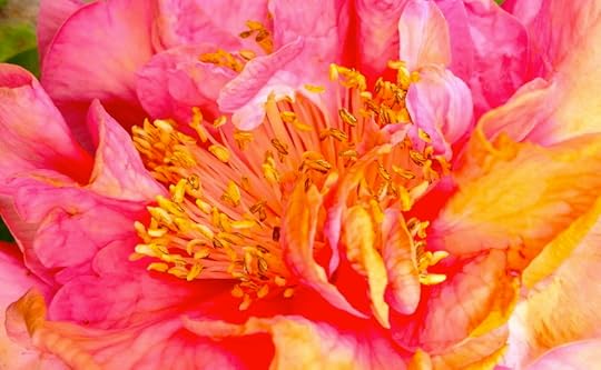Aging Camillia by Rosa Say