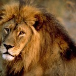 african-lion-male_436_600x450