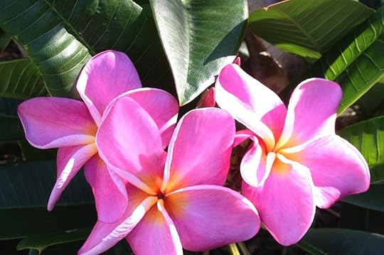 Pink Plumeria_6808
