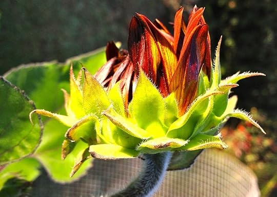 Bronze Bud_6750 by Rosa Say