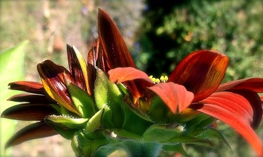 Bronze Sunflower_6807 by Rosa Say