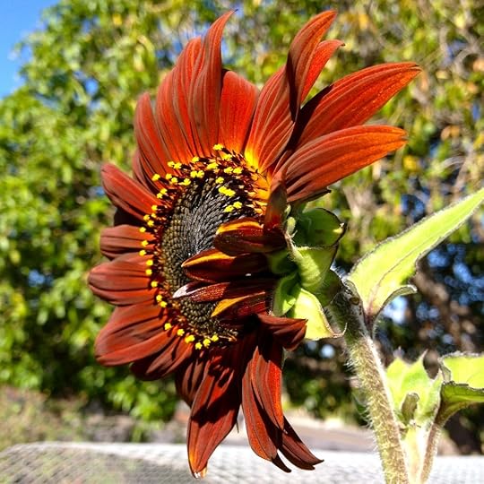 Bronze SF_6806 by Rosa Say