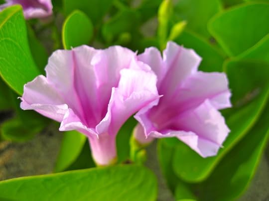 Morning Glory by Rosa Say