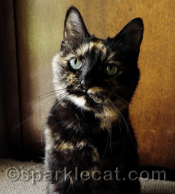 For a tortie with a lot of different color fur going on, this is a fun effect