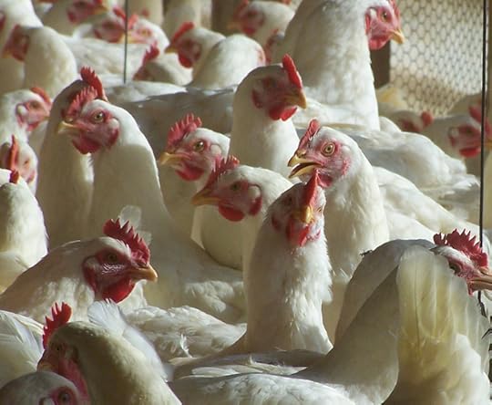Why We Can’t See Inside Poultry Production, and What Might Change if We Could