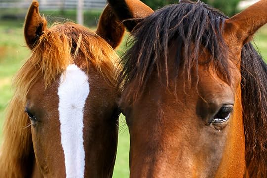 U.K. ‘Horseburger’ Scandal: Did the Meat Originate in the U.S.?