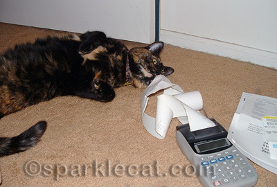 The calculator is a coveted cat toy!