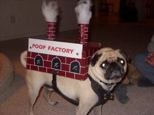 Poop Factory - Awww! I don't think he's happy about this title.
