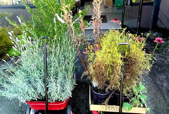 fall-plant-splurge