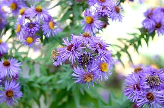 fall-asters