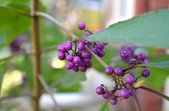 beauty-berry