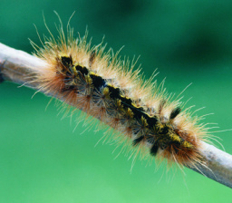 caterpillar2