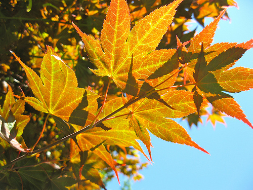 Japanese Maple