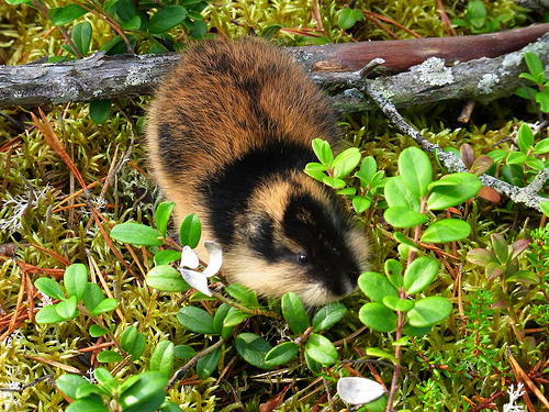 Lemming by dration via Flickr