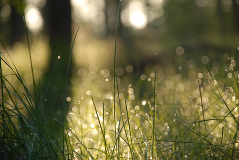 My lawn on a May morning