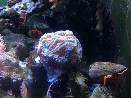 13C Lazarus and Spike