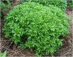 spicyglobebasil