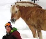 Norwegian horse