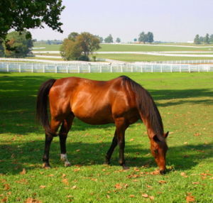 Horse at Kentucky Horse Park
