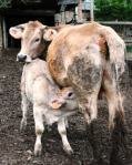 nursing calf