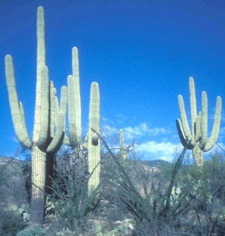 saguaros
