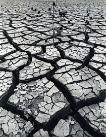 dry-earth-green-prophet