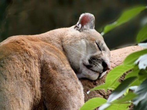 16131356-puma-having-a-very-peaceful-afternoon-nap