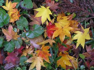 autumn leaves