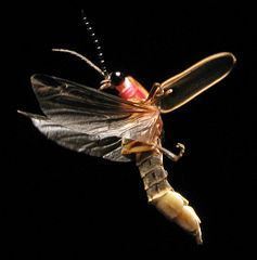 fire fly