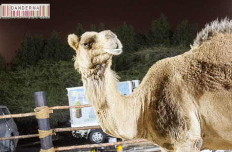 IMG_9980-1-1