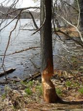 forestpark1