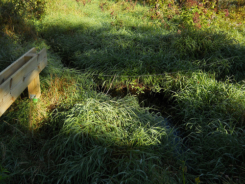 the marsh