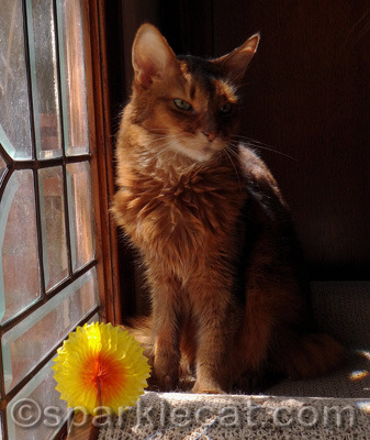 Yes, this yellow paper thing from BlogPaws is still floating around.
