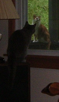 intruderalert