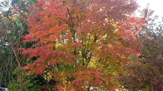 A tree right outside my front window ... inspired me to write the prose above.