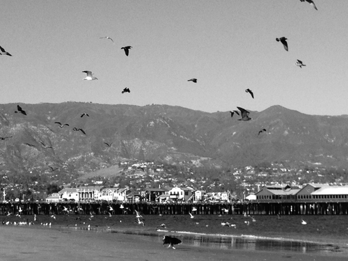 BW_Stearns Wharf with birds.jpg
