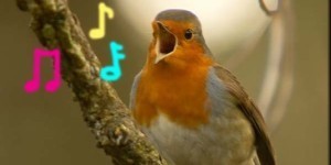 Your own Voice
