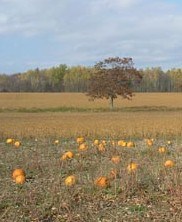 Ye olde pumpkin patch