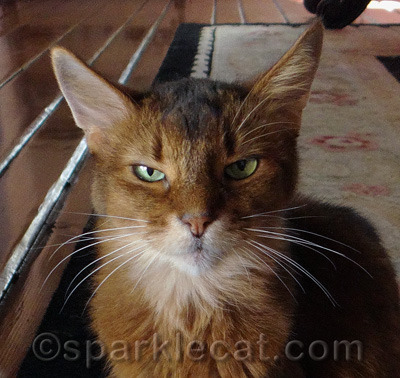 I do not look happy because my human neglected to do these five tips!
