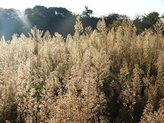 HigbeeWeeds