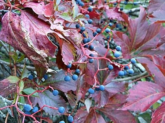 VirginiaCreeperBerries