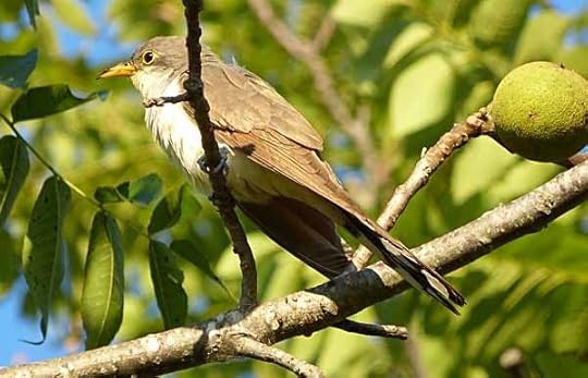 YBCuckoo