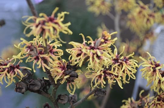 Winter blooming Pallida Chinese Witch Hazel, Hamamelis mollis 'Pallida'