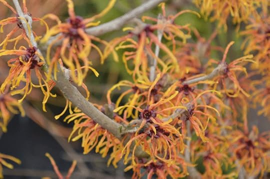 Winter blooming Jelena Witch Hazel, or Hamamelis x intermedia 'Jelena'